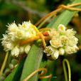 菟絲花(草本植物)