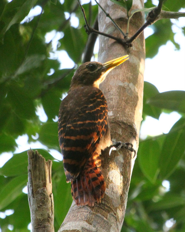 黃嘴噪啄木鳥華南亞種