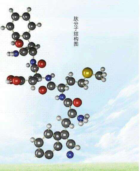 免疫調節肽