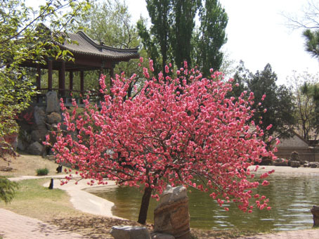 碧桃村(雲南省紅河州瀘西縣金馬鎮碧桃村)