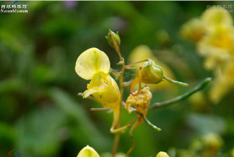 金鳳花(鳳仙花屬植物)