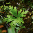 小白撐(植物)