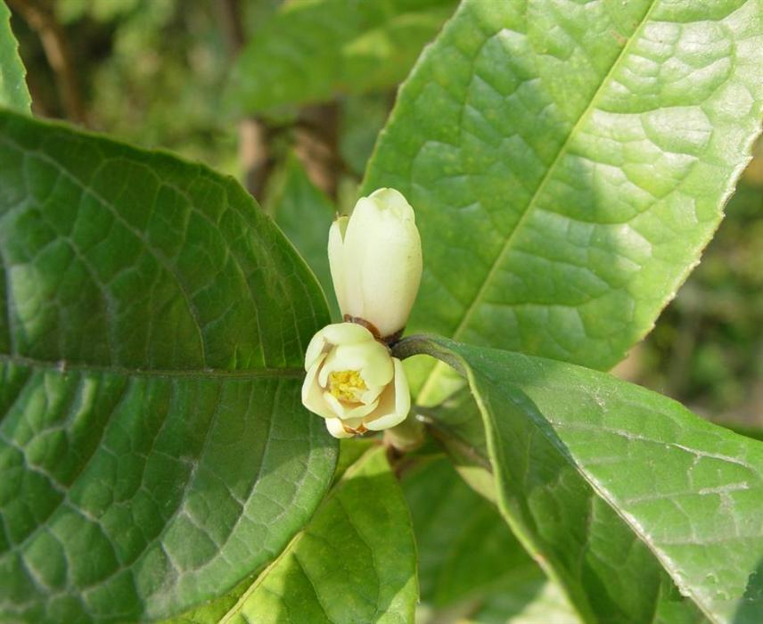 小黃花茶