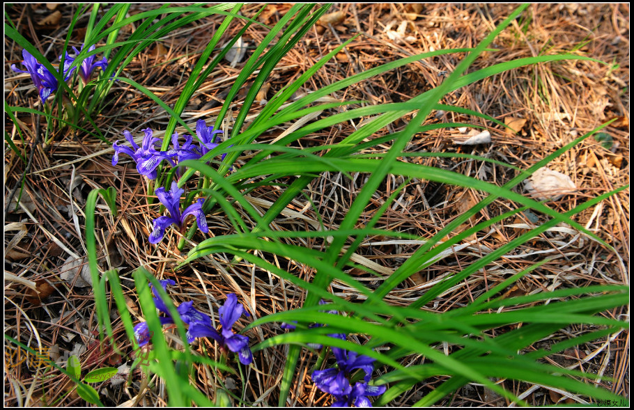 紫苞蒿