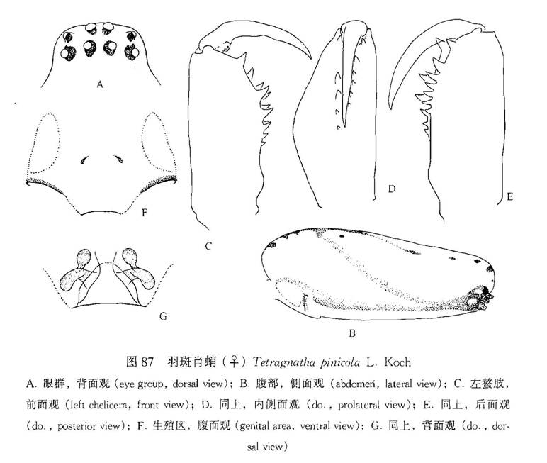 羽斑肖蛸