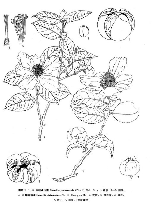 五柱滇山茶(蒙自山茶)