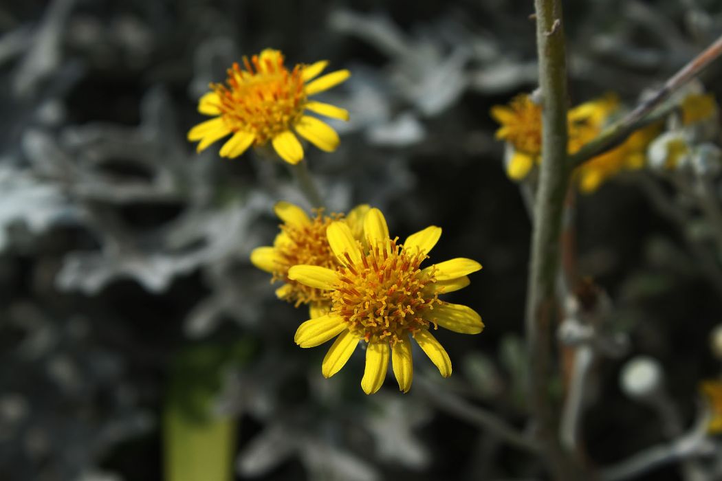 小舌垂頭菊