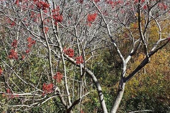 花楸樹駝梁山家系5號