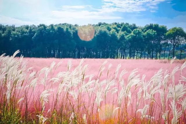 粉黛亂子草花田