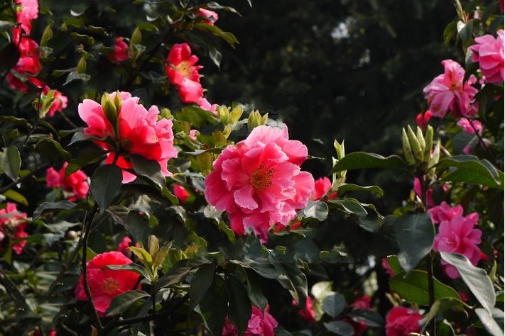 紅花油茶昌寧家系07號