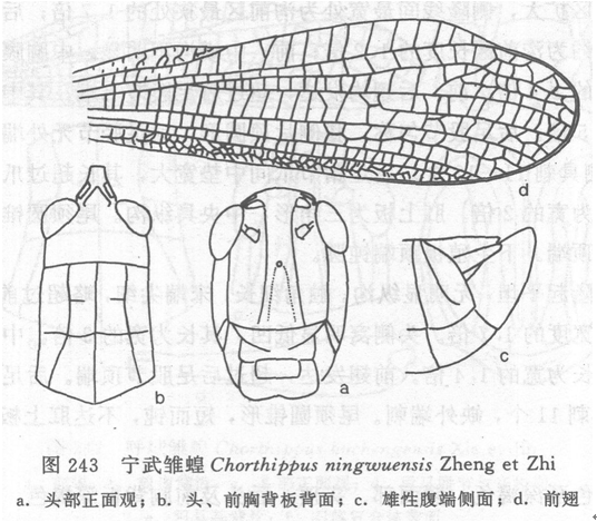 寧武雛蝗