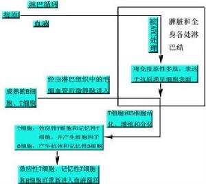 免疫感受性細胞