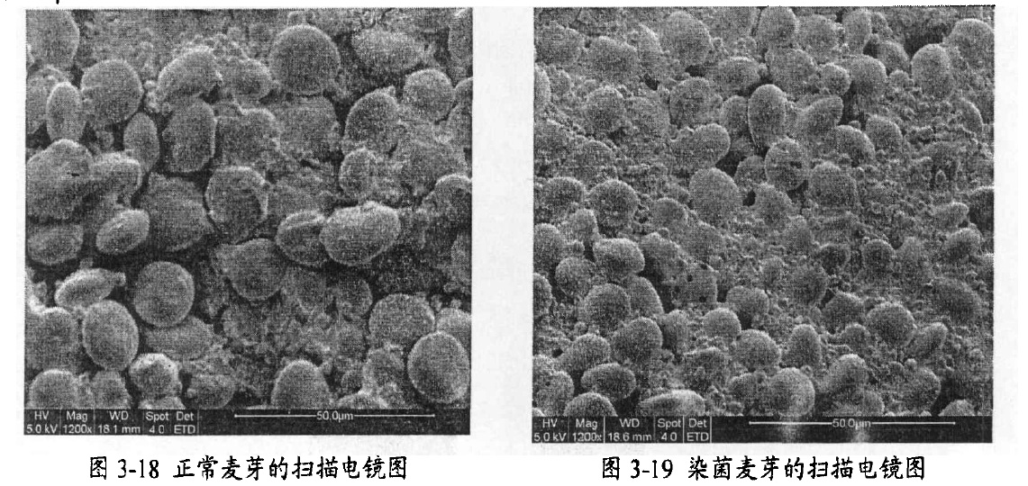 嘔吐毒素(嘔吐黴素)