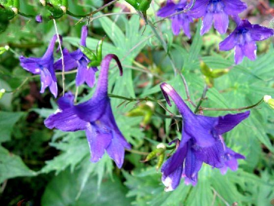 峨眉翠雀花