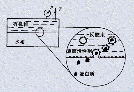 反膠團萃取