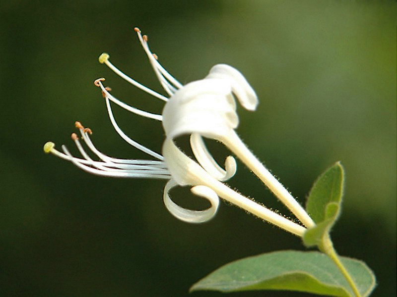 金銀花（又名：忍冬）