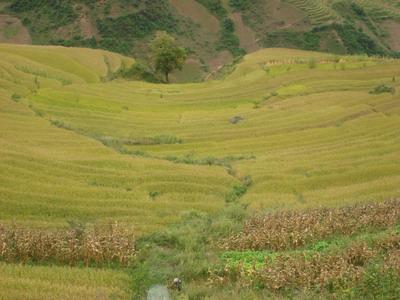 李八村水稻種植業