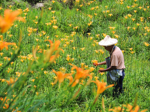 德化黃花菜