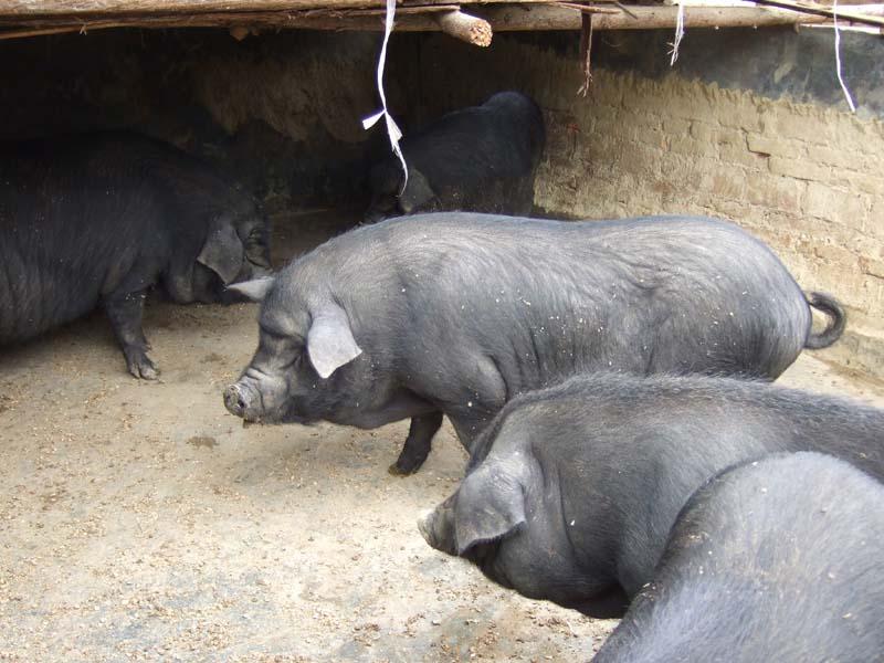 養殖業