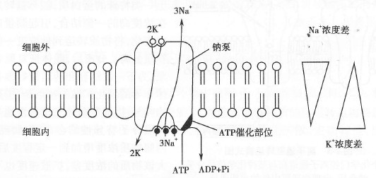 鈉泵主動轉運示意圖