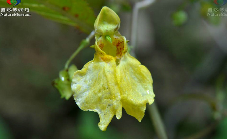 隴南鳳仙花