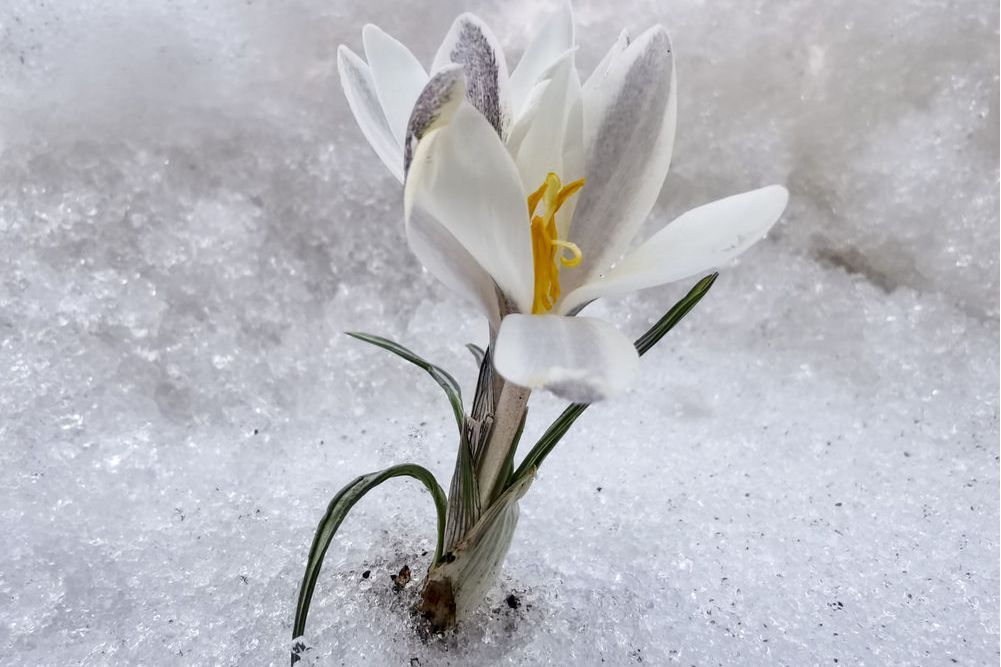 中國頂冰花