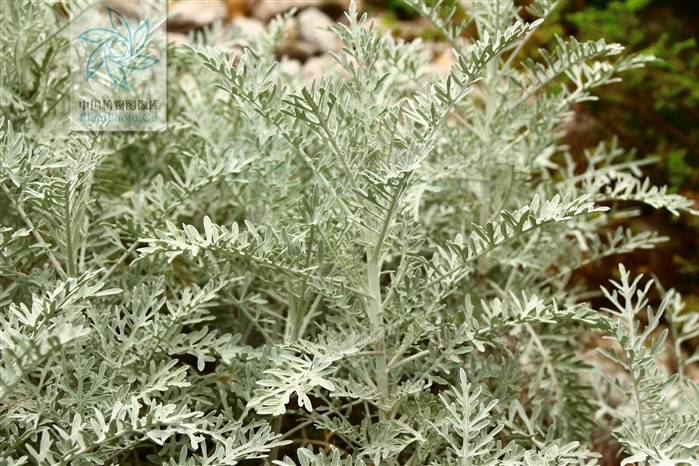 細裂銀葉菊(雪葉菊)