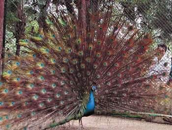 徐州鳥悅園