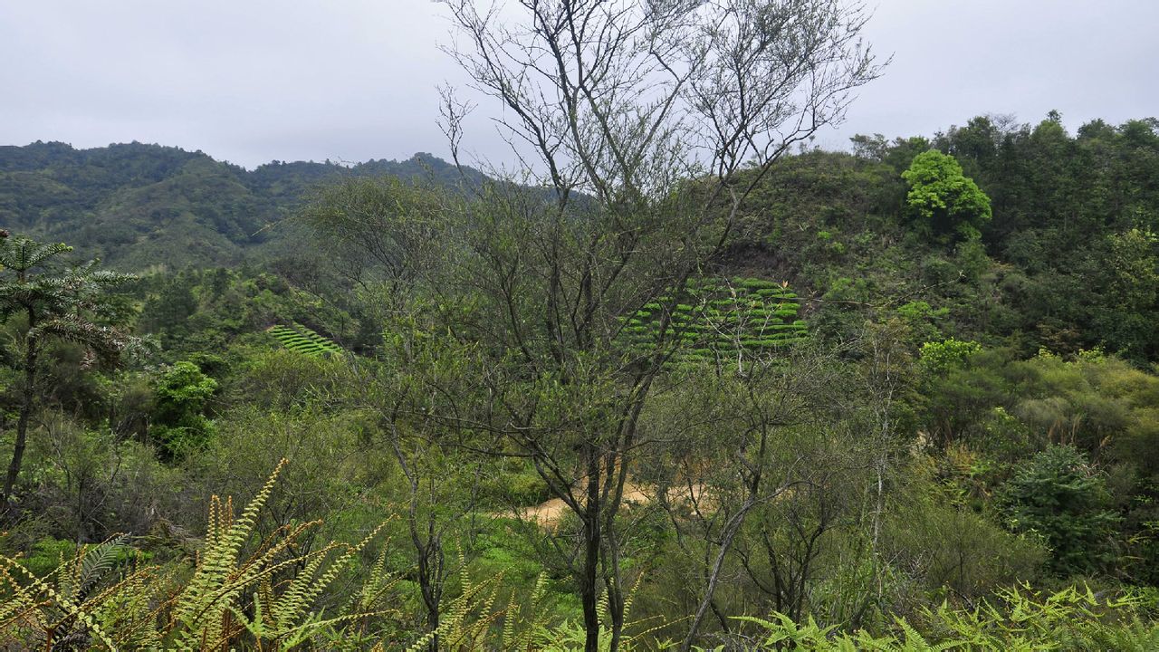 洋梅坪村