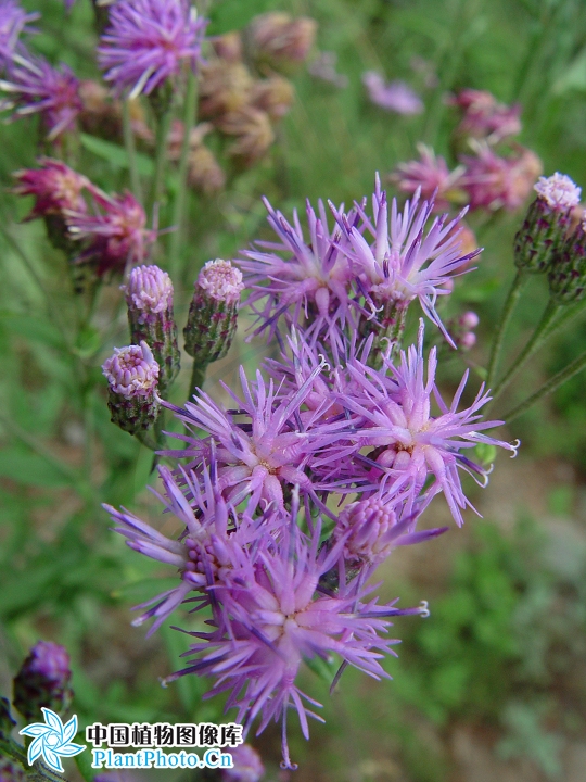 抱莖風毛菊