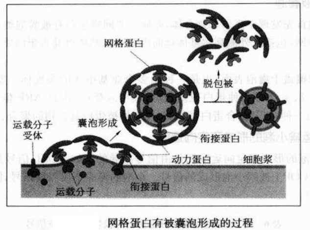 囊泡轉運