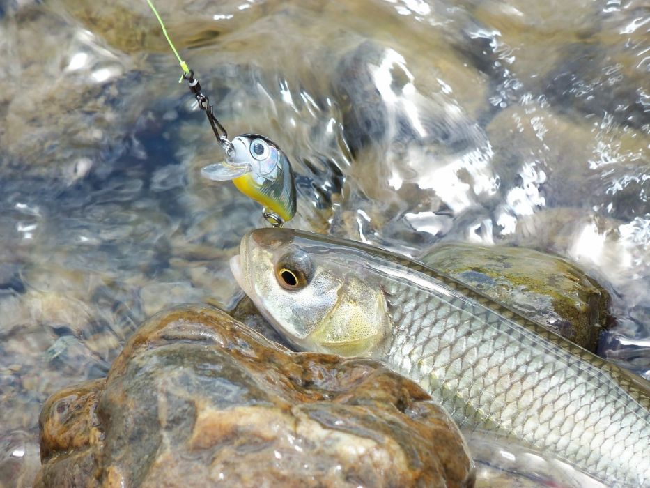 河流魚類