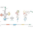 轉運RNA(轉移核糖核酸)