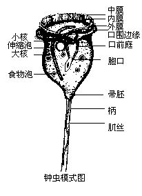 鐘蟲科