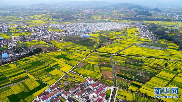 漢中油菜花