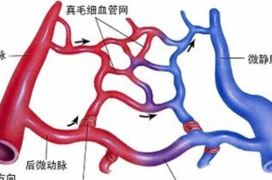 真毛細血管