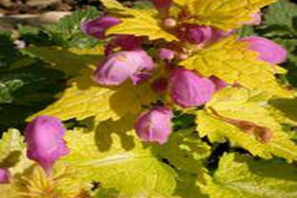 Lamium maculatum \x27Dellam\x27 GOLDEN ANNIVERSARY