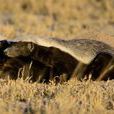 蜜獾衣索比亞亞種
