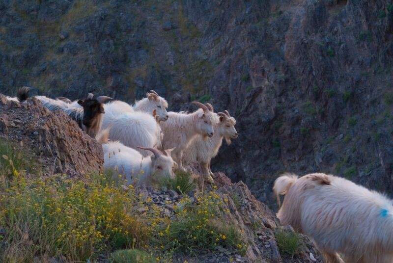 巴彥淖爾二狼山白絨山羊