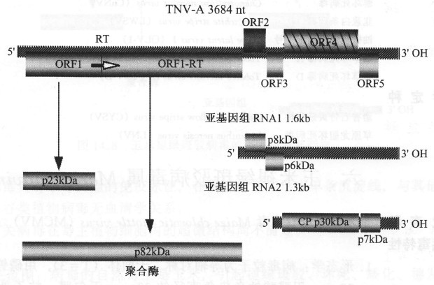 菸草壞死病毒的基因組及其產物