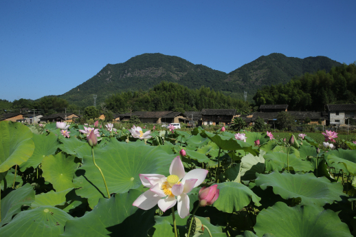 茶景村