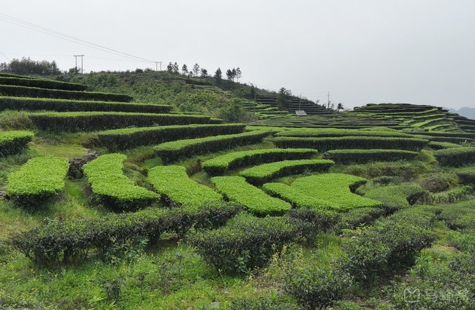 忠塔茶園