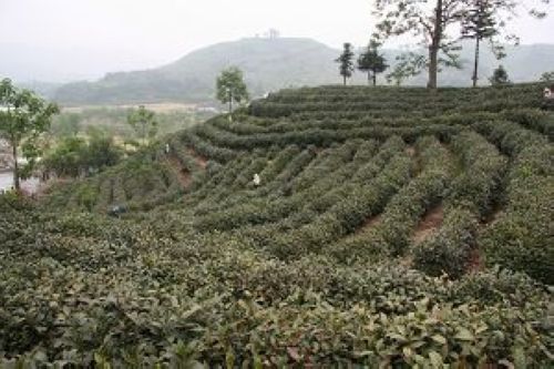 琅山茶園