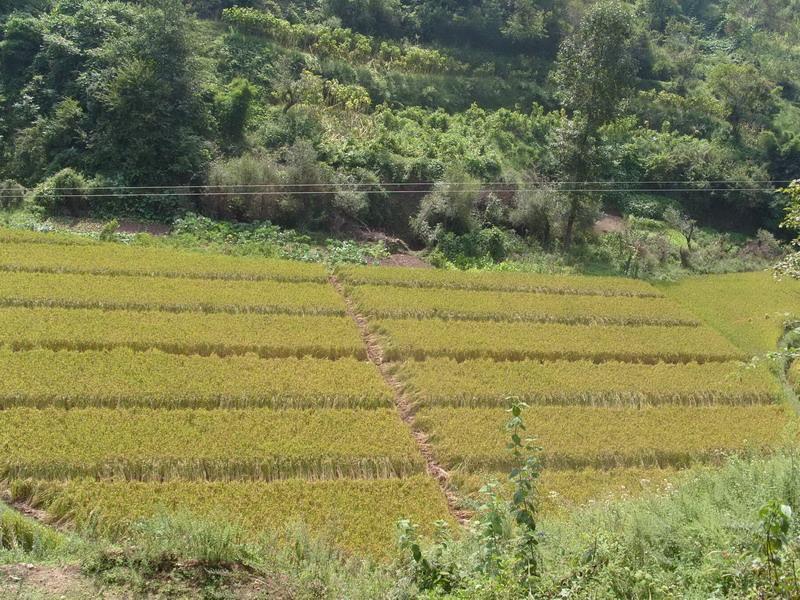 螃蟹箐村(雲南省南華縣沙橋鎮螃蟹箐村)