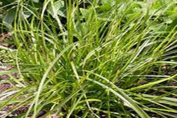 Carex cherokeensis