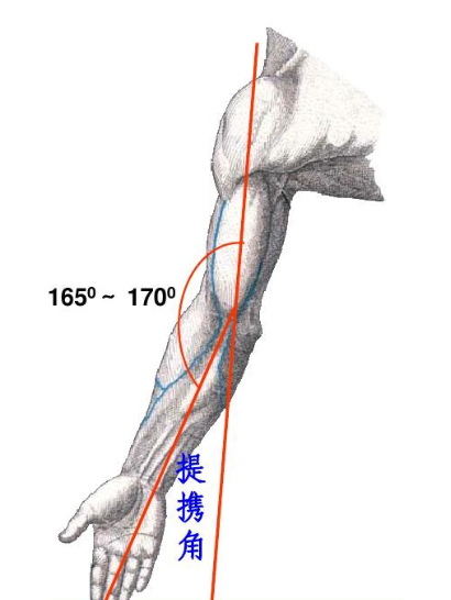 提攜角(上肢骨提攜角)