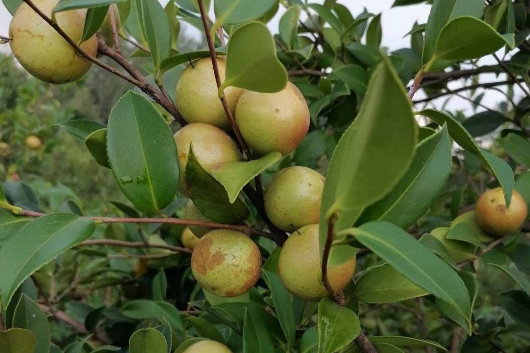 油茶無性系湘林16