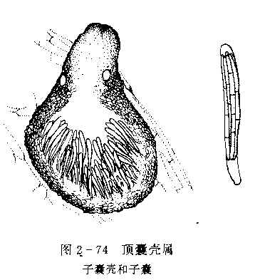 圓黑痣菌