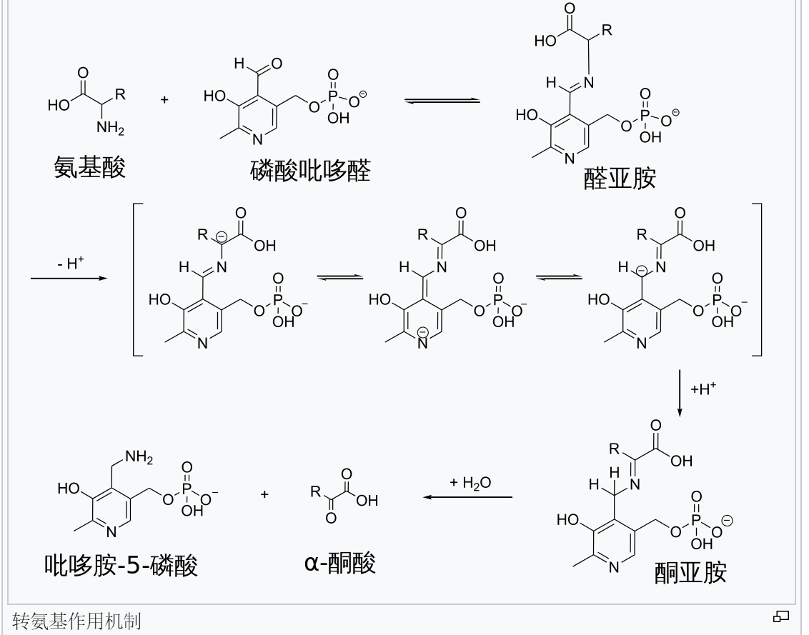 轉氨作用機制