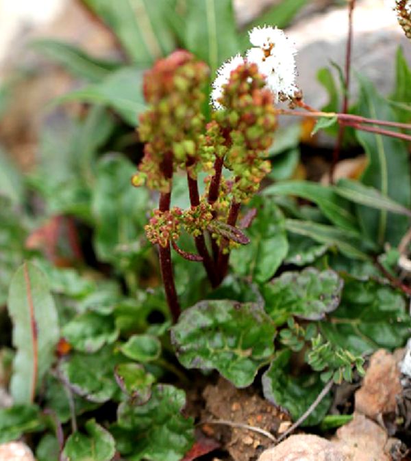 小大黃(植物)